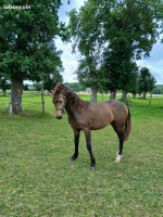 Vente de poney